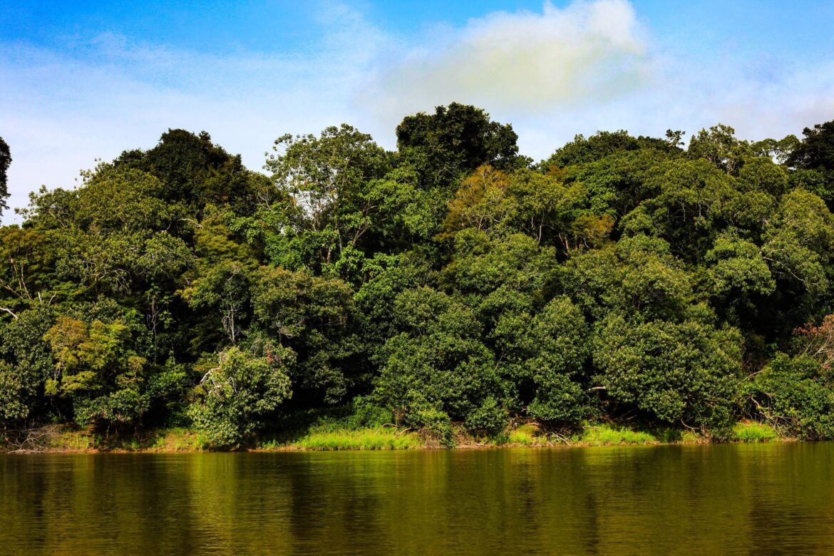 Território Indígena Paraná do Boá-Boá (AM). Foto: Nian Pissolati/Acervo ACT-Brasil